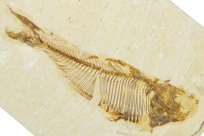 Bargain, Fossil Fish (Diplomystus) - Wyoming #345468